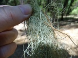 Usnea dasopoga image