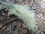 Usnea dasopoga image