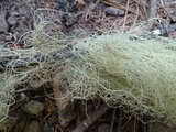 Usnea dasopoga image