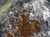Lecanora pseudomellea image