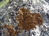 Lecanora pseudomellea image