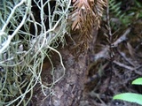 Usnea californica image