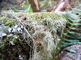 Usnea californica image