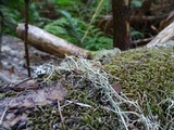 Usnea californica image