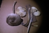 Amanita sect. Vaginatae image