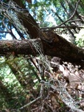 Usnea californica image