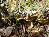 Stereum ochraceoflavum image
