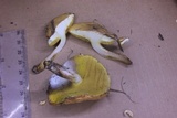 Suillus pseudobrevipes image
