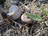 Melanoleuca subpulverulenta image