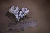Hydnopolyporus fimbriatus image