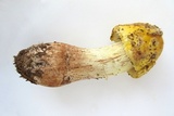 Amanita flavorubens image