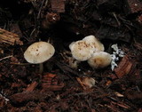 Mycena overholtsii image