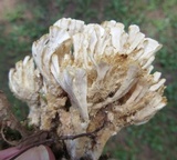 Sebacina schweinitzii image