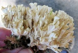 Sebacina schweinitzii image