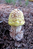 Amanita flavorubens image