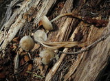 Mycena overholtsii image