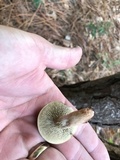 Phylloporopsis boletinoides image