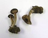 Pseudoomphalina angelesiana image