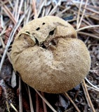 Lycoperdon molle image