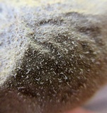 Lycoperdon molle image