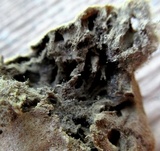 Lycoperdon molle image