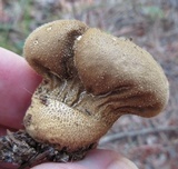 Lycoperdon molle image