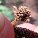 Coltricia cinnamomea image