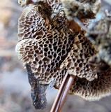 Coltricia cinnamomea image