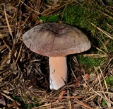 Lactifluus corrugis image