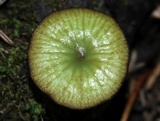 Entoloma incanum image