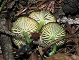 Entoloma incanum image