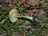 Entoloma incanum image