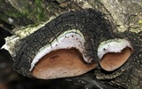 Phellinus tremulae image