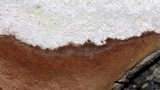 Phellinus tremulae image