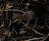Entoloma vernum image
