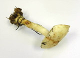 Rhodocollybia maculata image