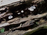 Resupinatus applicatus image