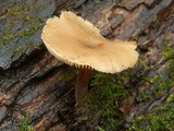 Lentinellus micheneri image