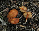 Rhodocybe nitellina image