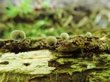 Resupinatus applicatus image