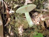Russula aeruginea image