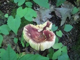 Russula tenuiceps image