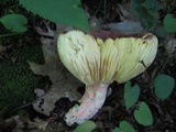 Russula tenuiceps image
