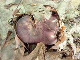 Russula variata image