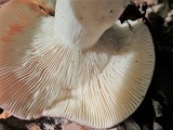 Russula variata image