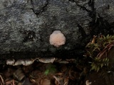 Tremella encephala image