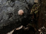Tremella encephala image