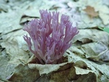 Clavaria zollingeri image