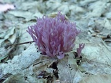 Clavaria zollingeri image