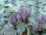 Clavaria zollingeri image